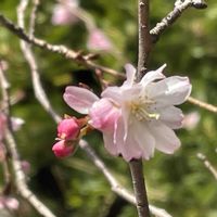 サカキ,サクラ,ジュウガツザクラ,木曜日は木に咲く花,木曜日は木の画像