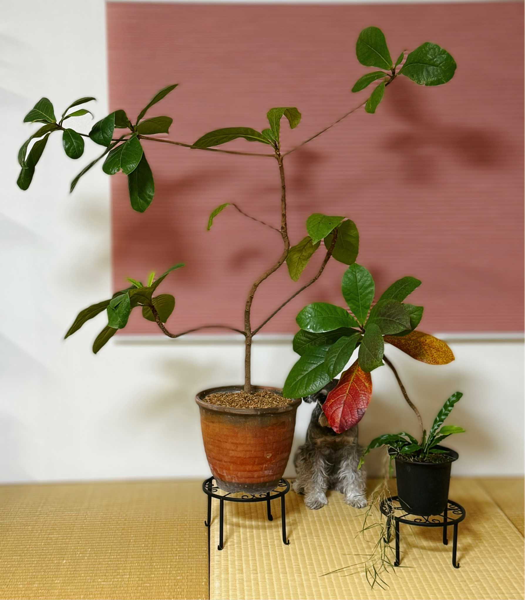 モモタマナの実生｜🍀GreenSnap（グリーンスナップ）