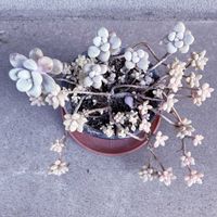 多肉植物,グラプトペタルム,iPhone撮影,小さな庭の画像