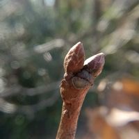コナラ,冬芽と葉痕,冬芽葉痕クイズだよ！,冬芽葉痕クイズだよ！,山の公園の画像