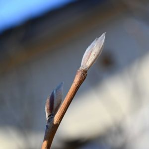 ナツツバキ,ナツツバキ,山野草,花散歩,冬の楽しみの画像