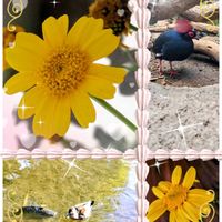 シュンギク,シュンギク,シュンギク,春菊,春菊の画像