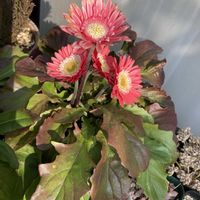 ガーベラ,ガーベラ ガルビネア,ハルのはな-ガルビネアの画像