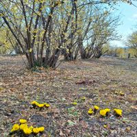 ロウバイ,福寿草,蝋梅(ロウバイ),おでかけ先,たにおたくらぶの画像
