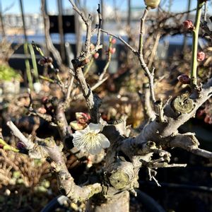 ウメ,山野草,伝統園芸植物,日本の伝統,冬のめぐみの画像