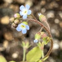 キュウリグサ,花散歩の画像