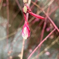 ガウラ,花散歩の画像