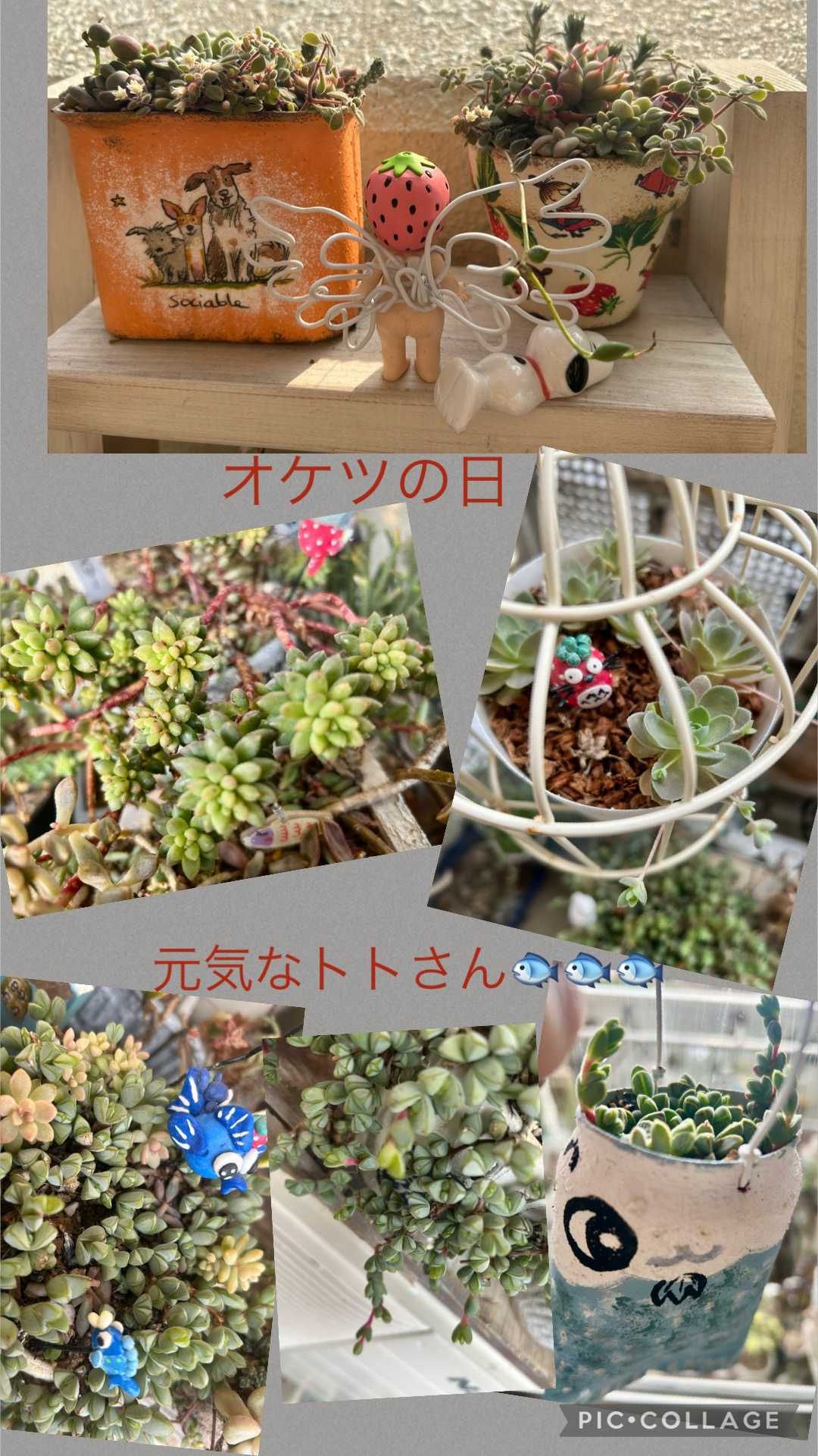 アエオニウム サラダボールの一覧|🍀GreenSnap(グリーンスナップ) アエオニウム サラダボールの一覧|🍀GreenSnap(グリーンスナップ)