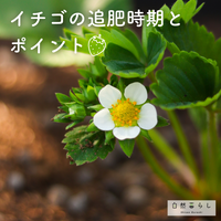 植物のある暮らし,肥料,プランター栽培,露地栽培,自然のある暮らしの画像