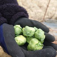 芽キャベツ,庭の画像