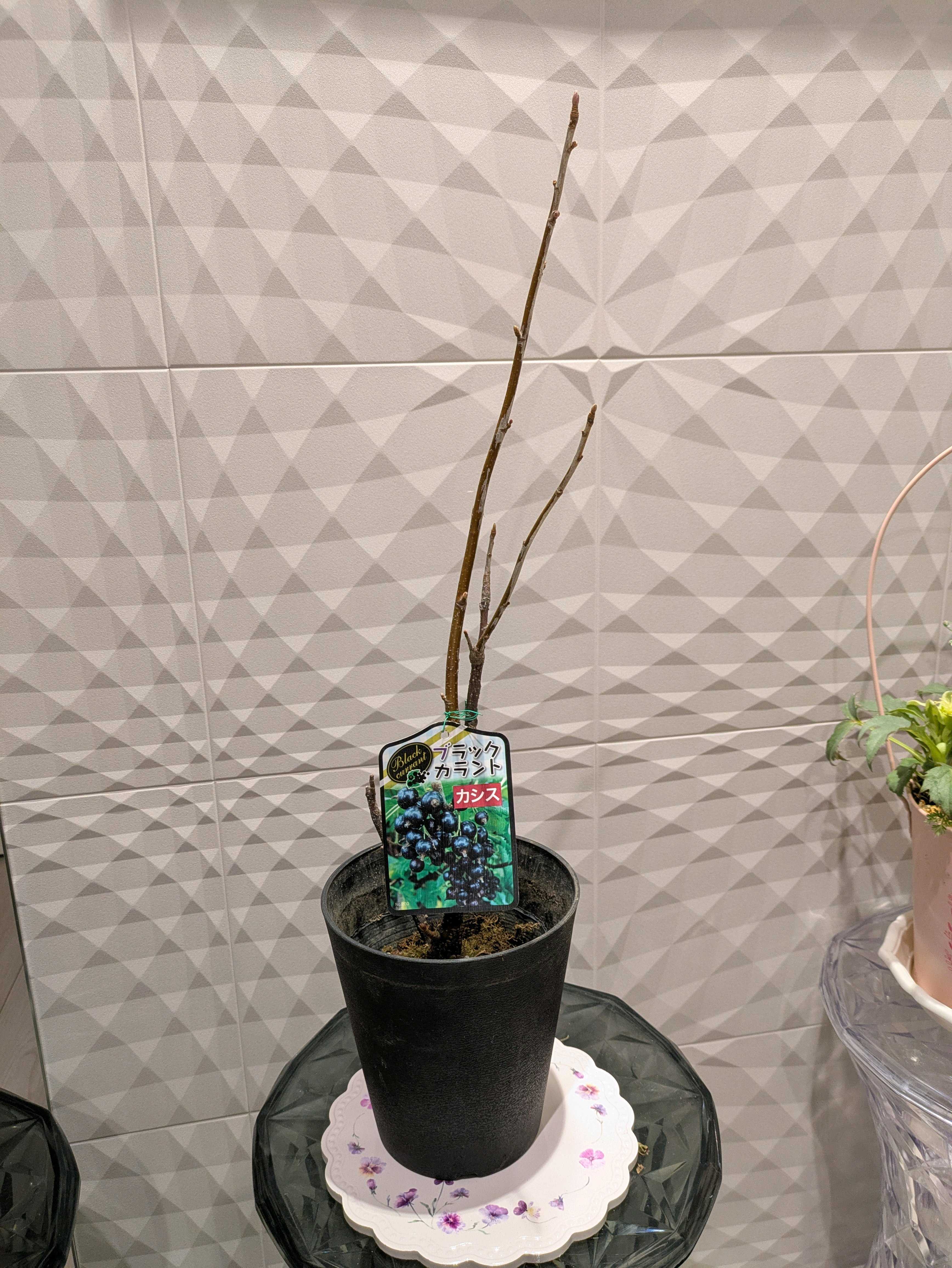 スグリ(グーズベリー)の育て方｜植え付けや植え替えの時期、剪定のコツ