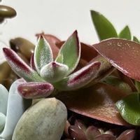 ハムシー,多肉植物 寄せ植え,エケベリア 黒助,セダム　寄せ植え,多肉寄せ植えの画像