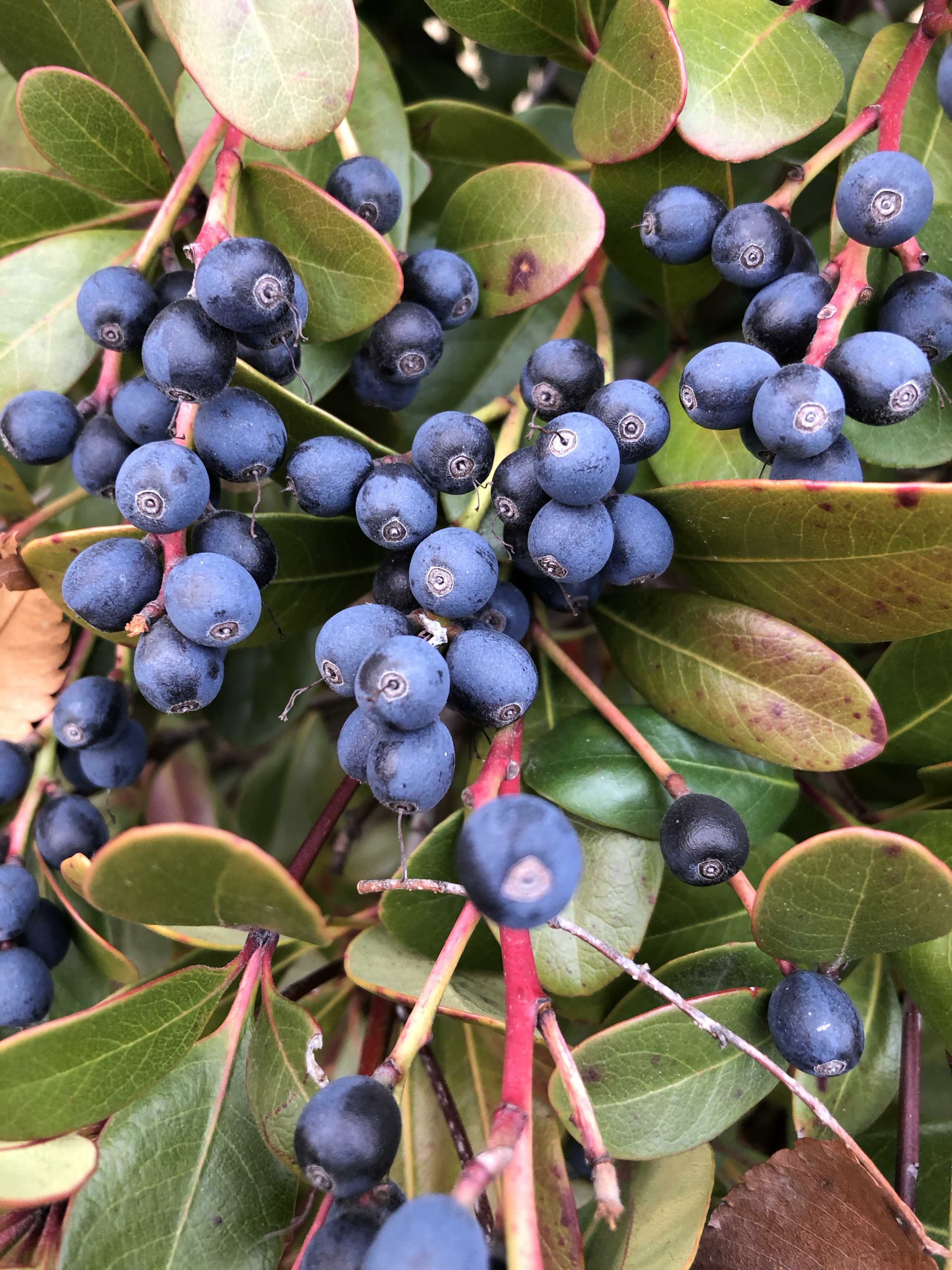 シャリンバイの実300本 シャリンバイの実の一覧｜🍀GreenSnap（グリーンスナップ）