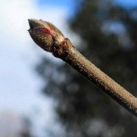 ガマズミ,コバノガマズミ,冬芽と葉痕,ガマズミの花.,植物園の画像