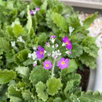 プリムラ マラコイデスの画像