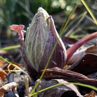 ブロッコリー,芽キャベツ,ふきのとう,家庭菜園,畑の画像