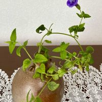 トレニア,スーパートレニアカタリーナ ブルーリバー,今日の１枚,花のあるくらし,ふふの家の画像