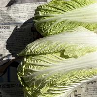 白菜,収穫,冬野菜,家庭菜園の画像