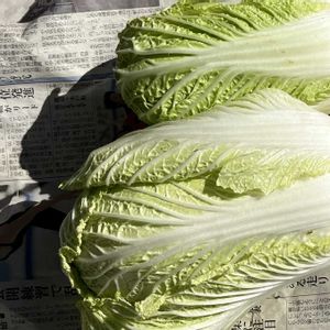 白菜,収穫,冬野菜,家庭菜園の画像