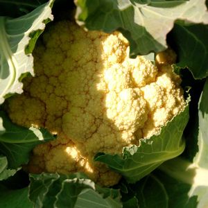 カリフラワー,自家栽培の野菜達,植物と暮らす,道の駅,庭木・花木の画像