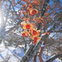 ツルウメモドキ,ヤドリギ,ツルアジサイ,雪の中,裏磐梯の画像