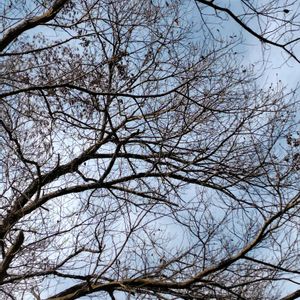 ハンノキの実,ハンノキ,土曜はお空の発表会,茨城県自然博物館の野外,三ツ堀里山自然園の画像