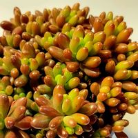 虹の玉,つぶつぶ,色鉛筆画,虹の玉冬と夏,ベランダの画像