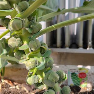 芽キャベツ,プランター植え,自家製野菜,冬野菜,芽キャベツ。の画像