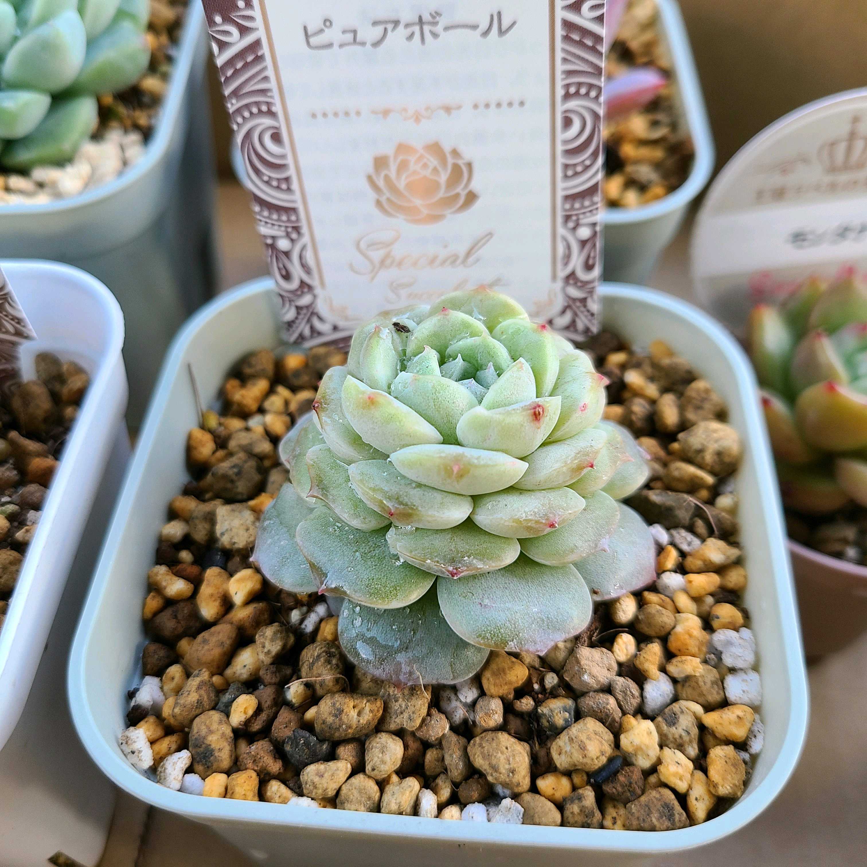 ピュアボールの成長記録💛✨｜🍀GreenSnap（グリーンスナップ）