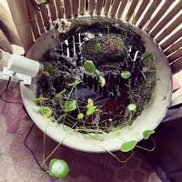 ウォーターマッシュルーム,水辺の植物,メダカ鉢の画像