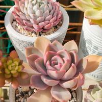 ティンカーベル,ホワイトザラゴーサ,多肉植物,エケベリア属,多肉大好きの画像