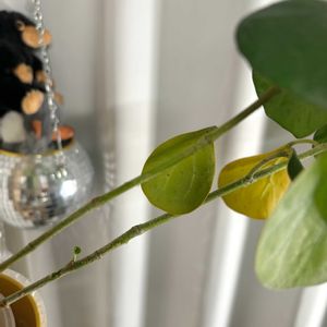 フィカス ゴールドコイン,観葉植物,初心者の画像