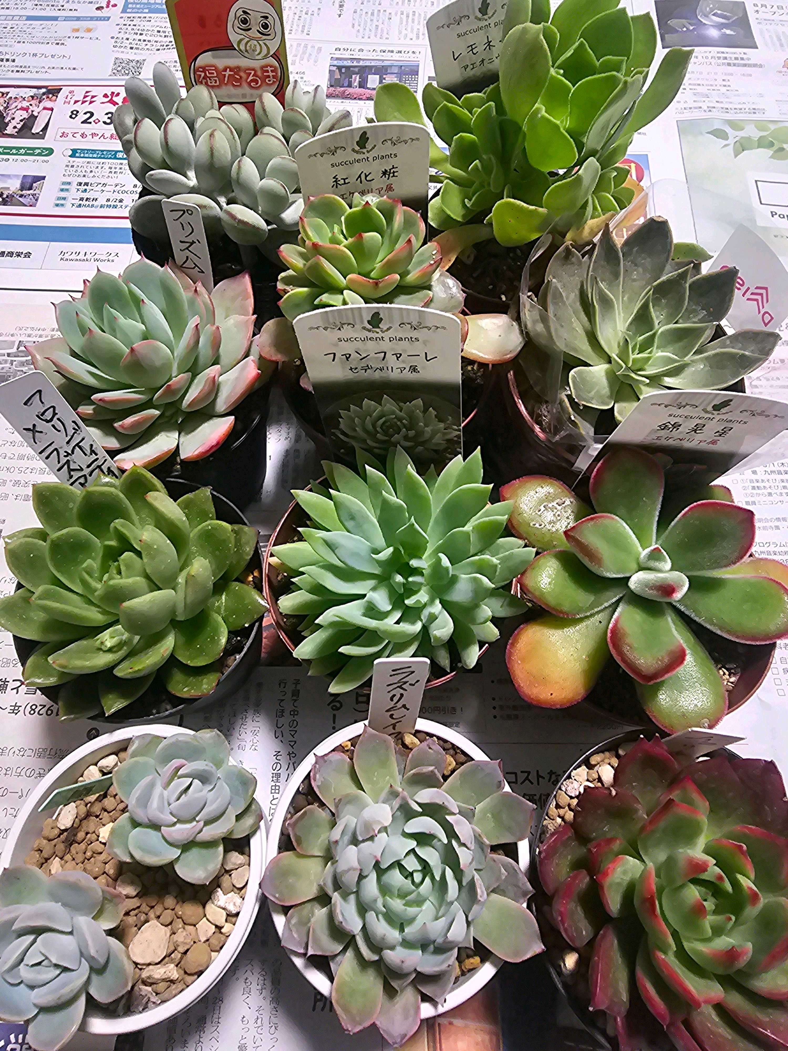 インドネシア　ジャガードシルク手描きバティック　レッド　グリーン インドネシア ジャガードシルク手描きバティック レッド グリーン