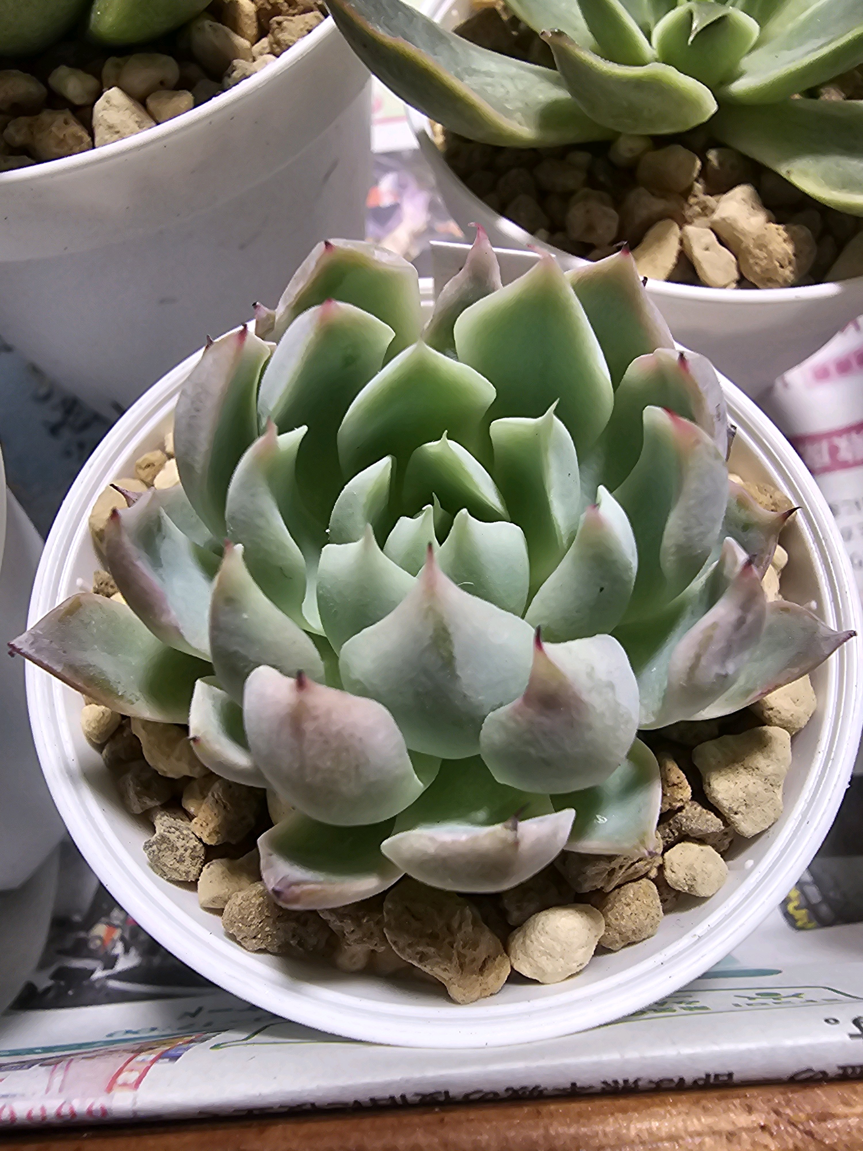 エケベリア ラズリムレイク【くまもと春の植木市】｜🍀GreenSnap