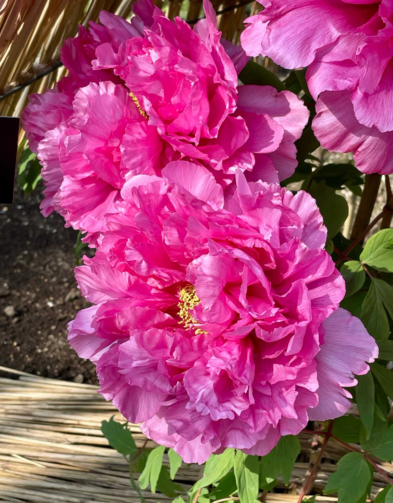 牡丹 🌿Vol.12 冬牡丹・後編 ః◌꙳✧ంః◌｜🍀GreenSnap（グリーンスナップ）