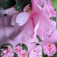 サザンカ,サザンカ,ネリネの画像