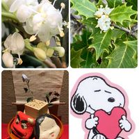 ヒイラギ,ヒイラギ,お花いろいろ,ヒイラギの花,ヒイラギの花の画像