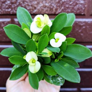 観葉植物,ユーフォルビア,ミニ観葉,花のある暮らし,緑のある暮らしの画像