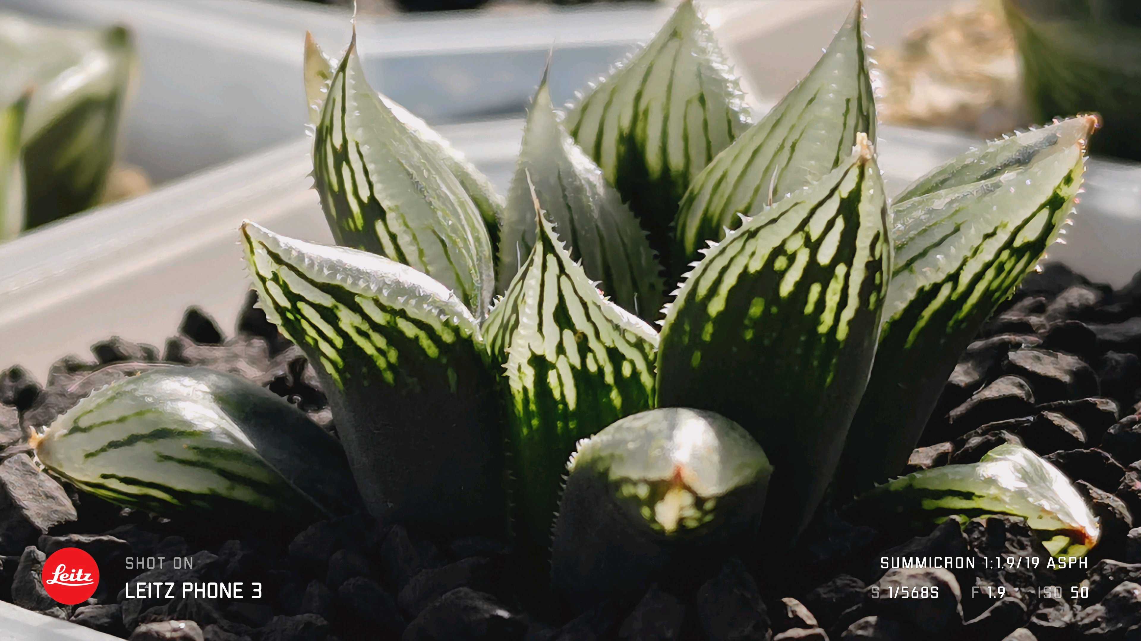 ナイルの一滴の一覧｜🍀GreenSnap（グリーンスナップ）