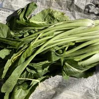 チンゲンサイ,収穫,冬野菜,中国野菜,家庭菜園の画像
