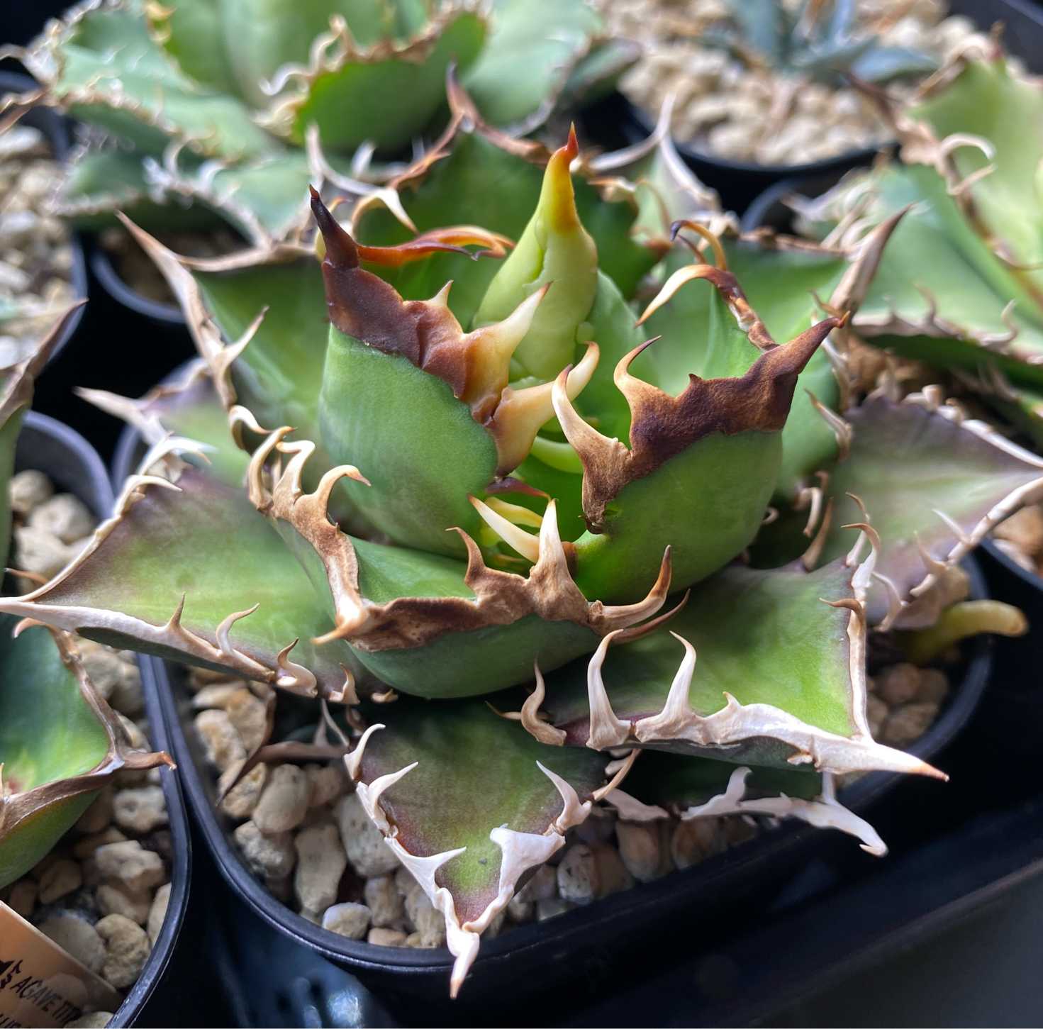 アガベ レッドキャットウィーズル 育成記録｜🍀GreenSnap（グリーン 