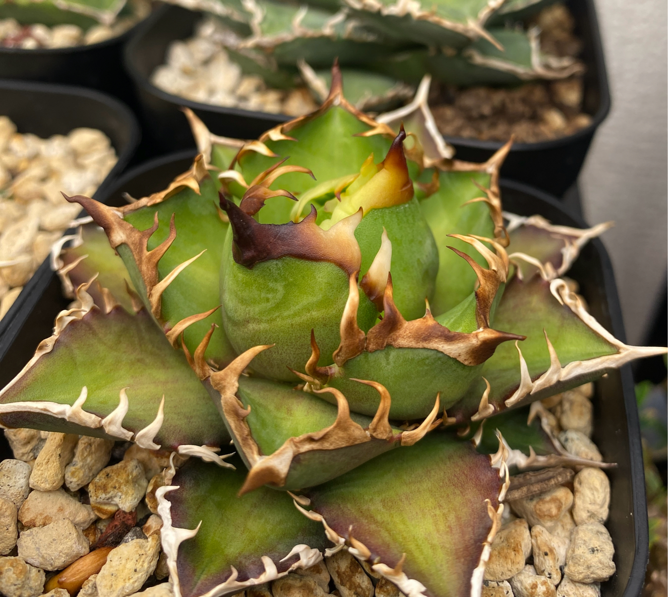 アガベ レッドキャットウィーズル 育成記録｜🍀GreenSnap（グリーン