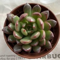 ピンクルビー,多肉植物,エケベリア属,癒し,succulentの画像