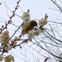 ウメ,スイセン,ボケ,ルドベキア,ビオラの画像