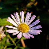 エリゲロン,エリゲロン(源平小菊),エリゲロン（ペラペラヨメナ）,お花,白い花の画像