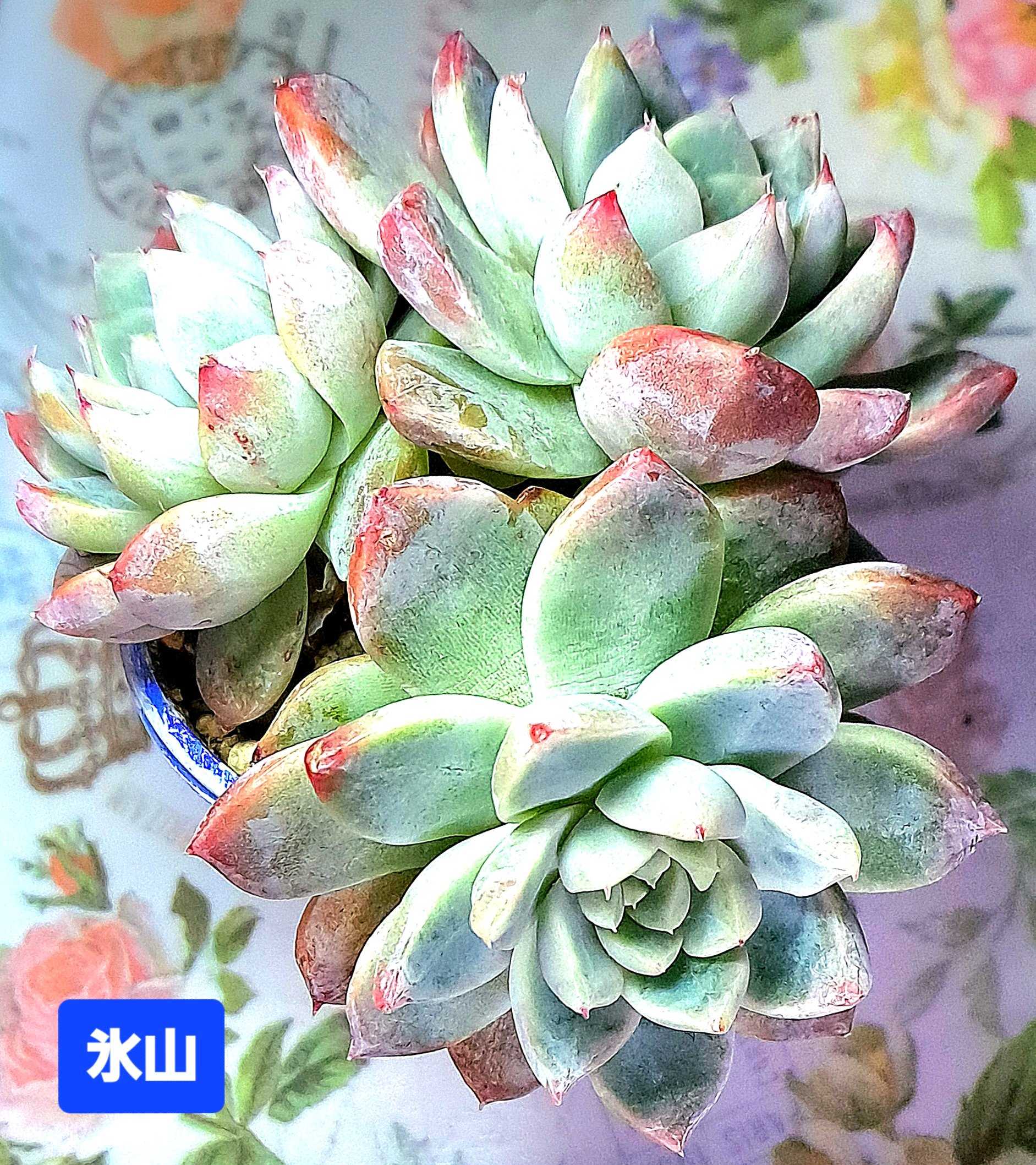 3年植え替えしていない 氷山 （アガベ・笹の雪「氷山」の購入と