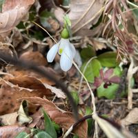 スノードロップ,花のある暮らし,可愛く咲いてる,春を感じる,花好きの画像