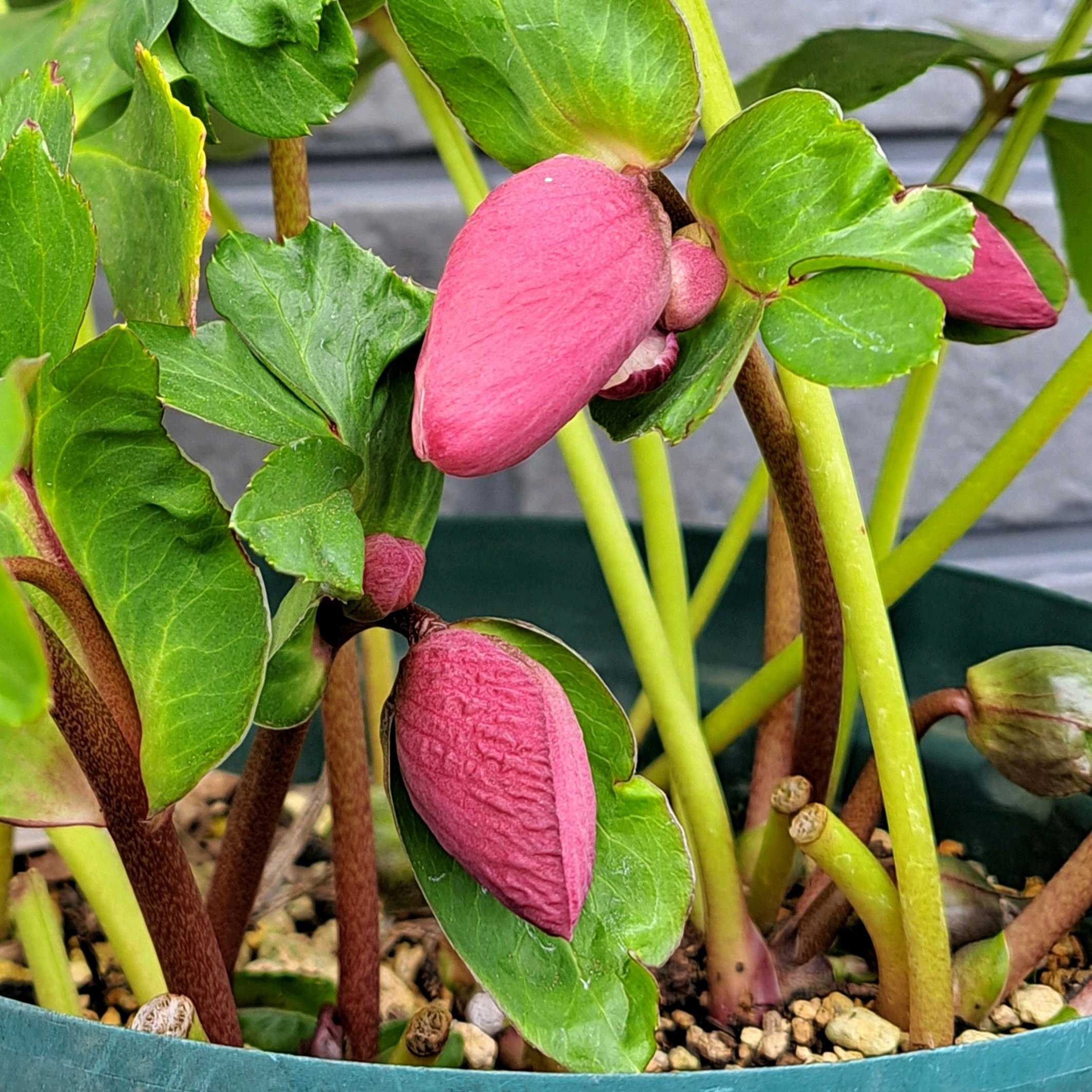 クリスマスローズ ウィンターヴィーナスの一覧｜🍀GreenSnap（グリーン