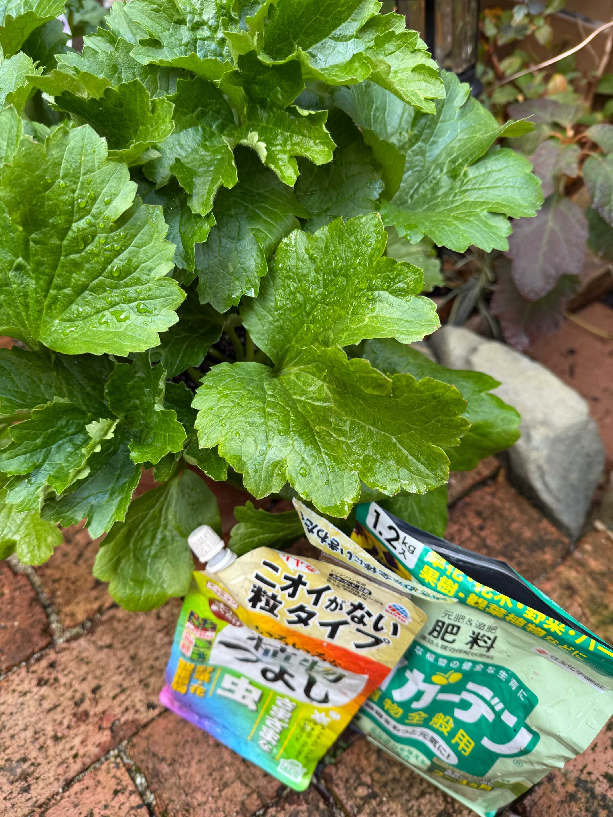 冬のお手入れ始めました（2025年2月の作業）｜🍀GreenSnap（グリーン