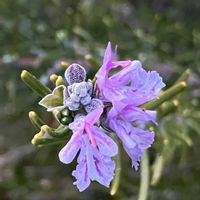 ニチニチソウ,ローズマリー,ミニバラ,ミニ薔薇♡,這性ローズマリーの画像